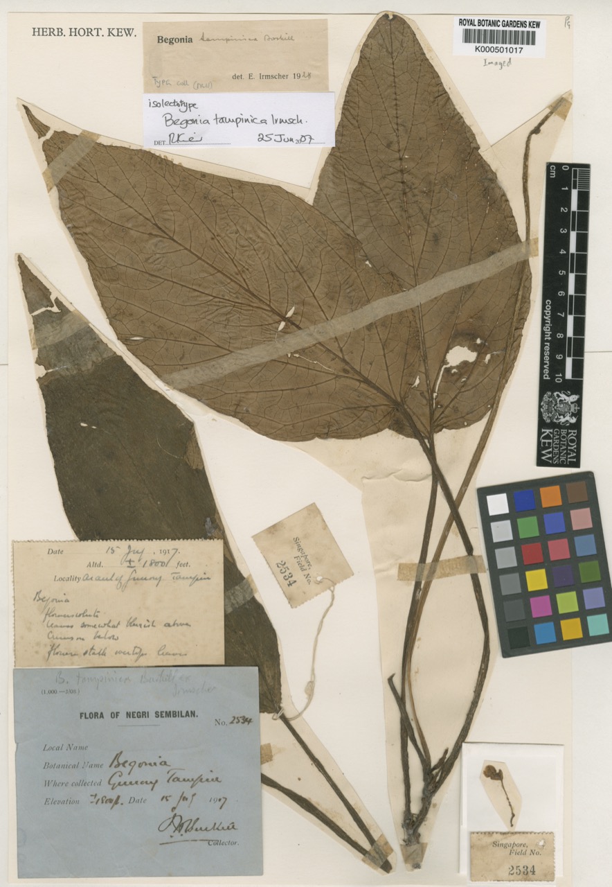 B. tampinica